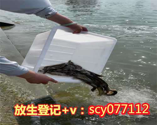 东湖放生虾，圆满放生：不耐缺氧的青虾放生4