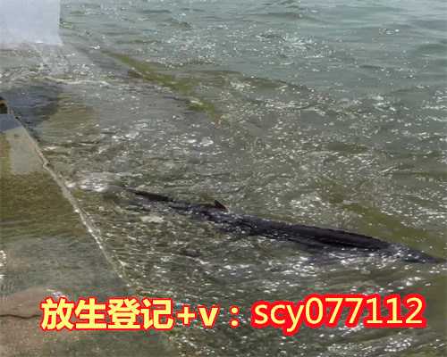 贵州公园放生螺蛳,贵州哪里可以放生草鱼,贵州哪里适合放生草龟