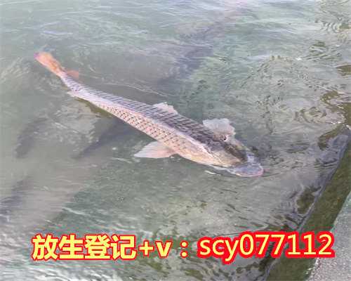 杭州哪里可以放生鲤鱼