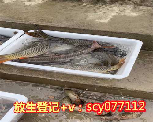 贵州蛇放生过程，贵州草鱼可以放生贵州吗，贵州放生组织