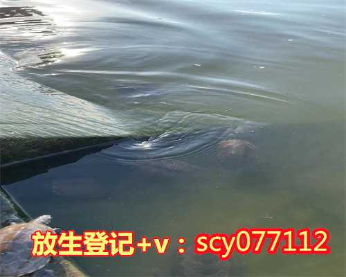 放生大鲤鱼福报图片，青海湖耳海发现大批鲤鱼绝大多数是人为放生的