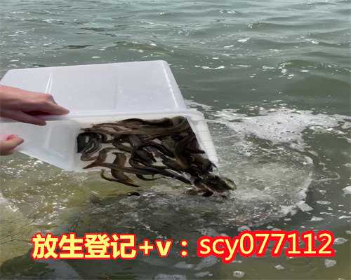 野河放生鱼苗有什么要求吗，郑州市民在黄河边拍到鳄鱼或有人放生