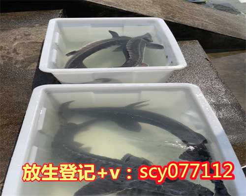 杭州哪里可以放生祈寿鱼，杭州千岛湖惊现巨型青鱼竟然是这样的