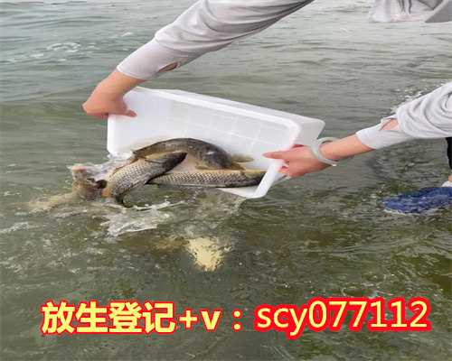 北京有放生乌龟的地方吗，北京风水怎么解释